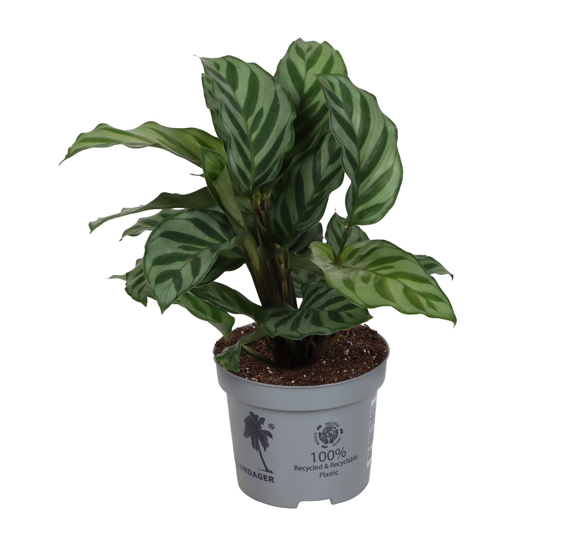 Calathea Freddie 9 cm, D 9 cm