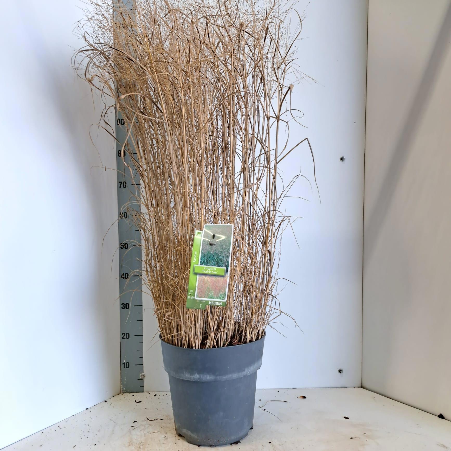 Panicum virgatum 'Prairie Sky', D 29