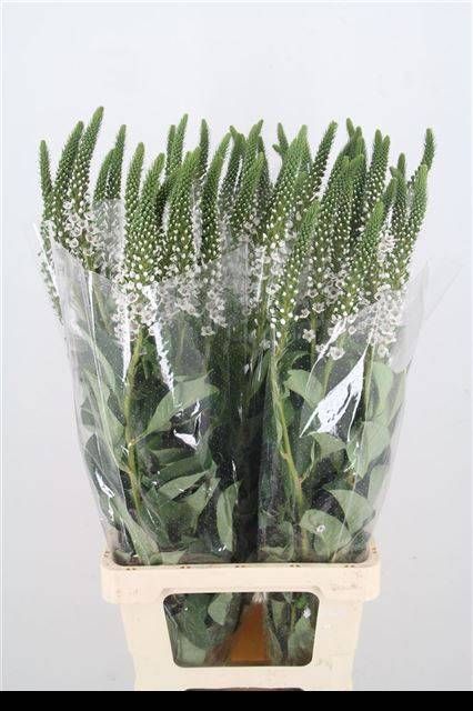 Лизимахия Клетоидес 80, шт.