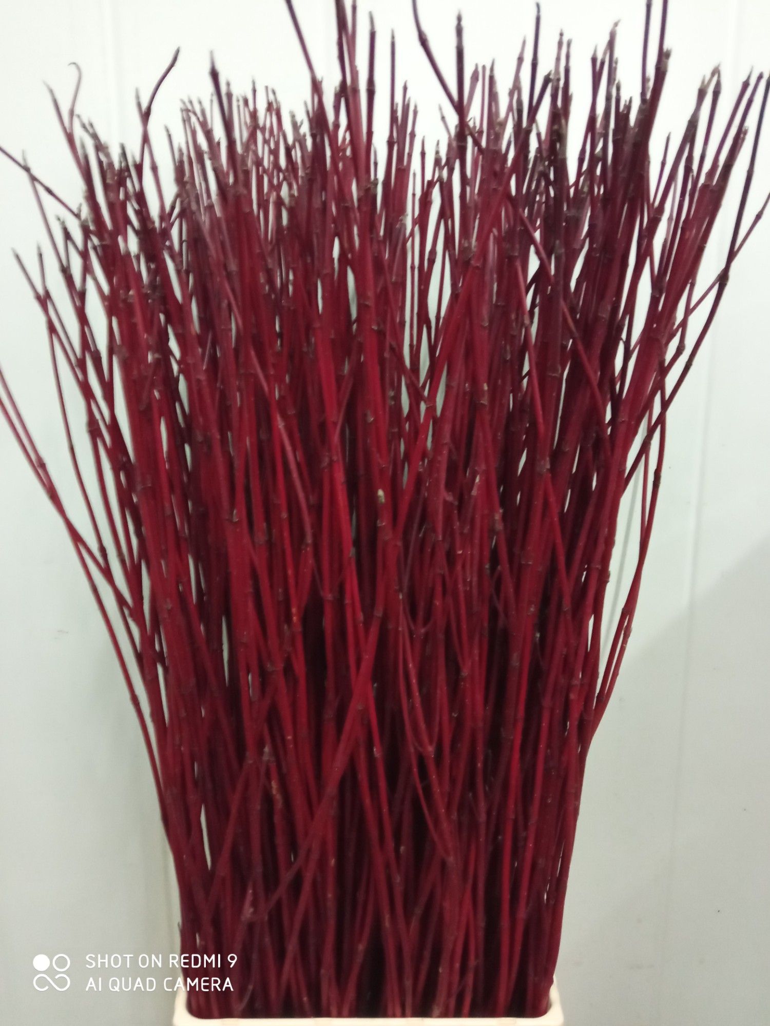 Корнус Альба Сиберика 150, шт.