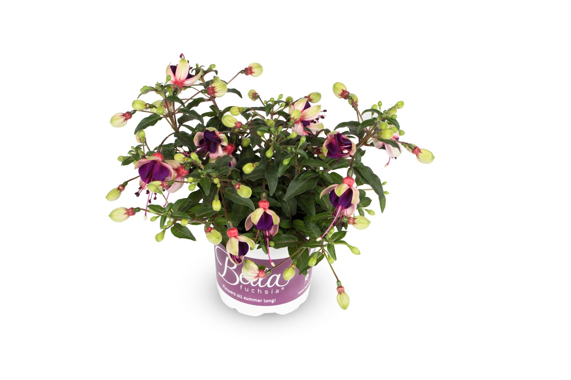 Bella Fuchsia Hangend Olivia, D 10,5