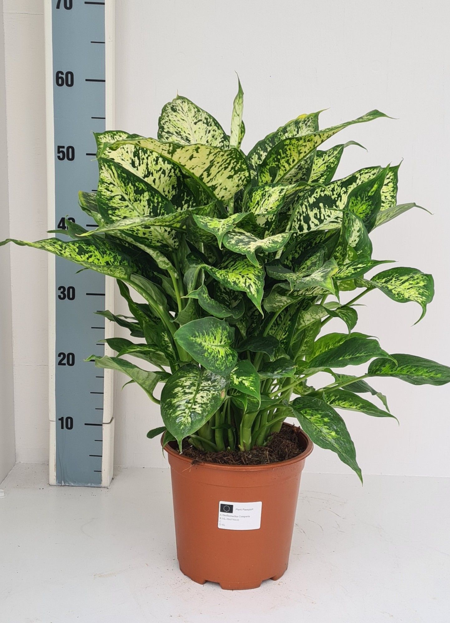 Dieffenbachia Compacta, D 19