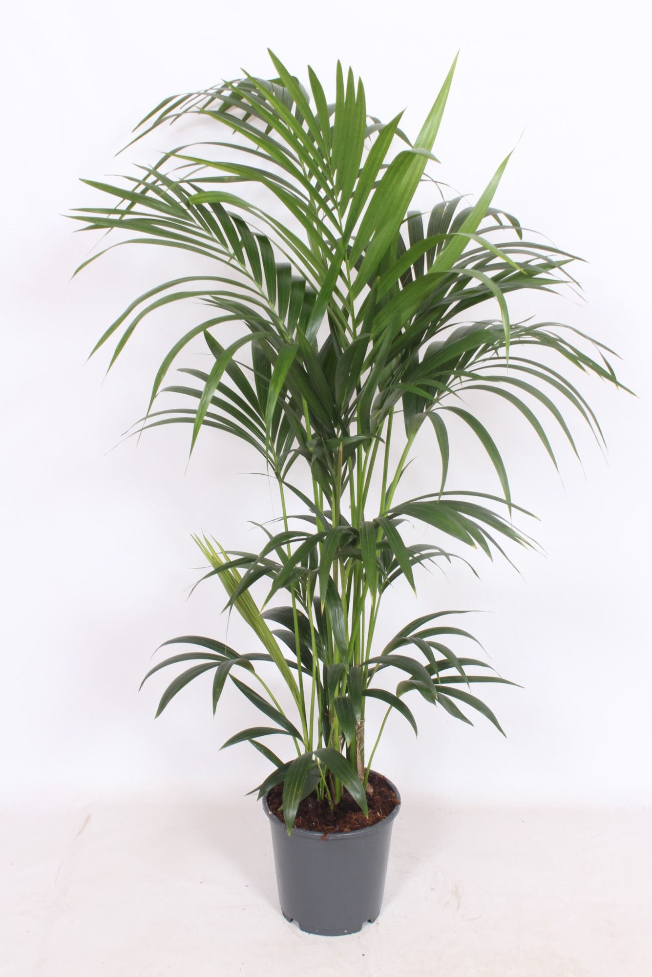 Howea forsteriana 6 per pot, D 24
