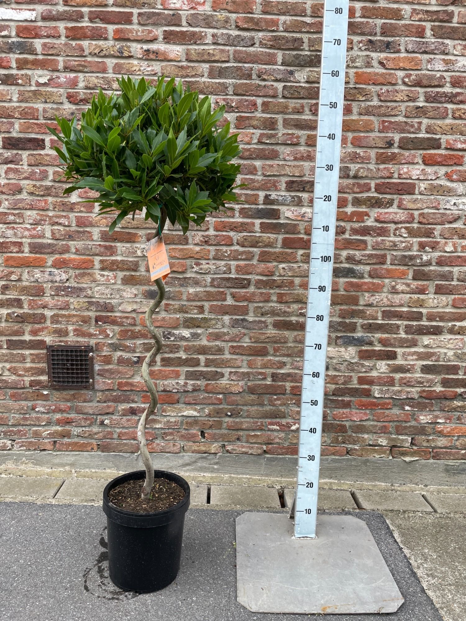 LAURUS NOBILIS BOL OP 80 CM GEDR ST 40/45 P 25, D 25