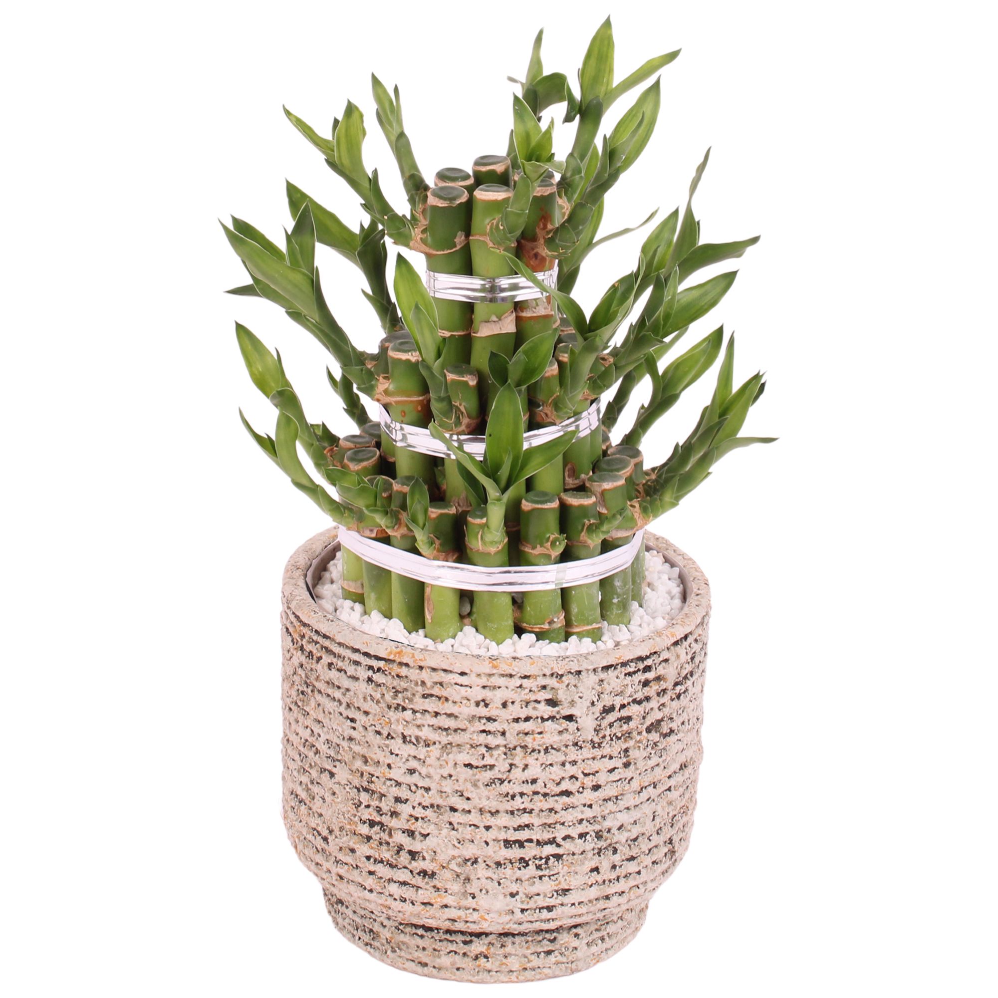 Lucky Bamboo Shape Round 3B Ø14cm Ceramic NT567, D 14