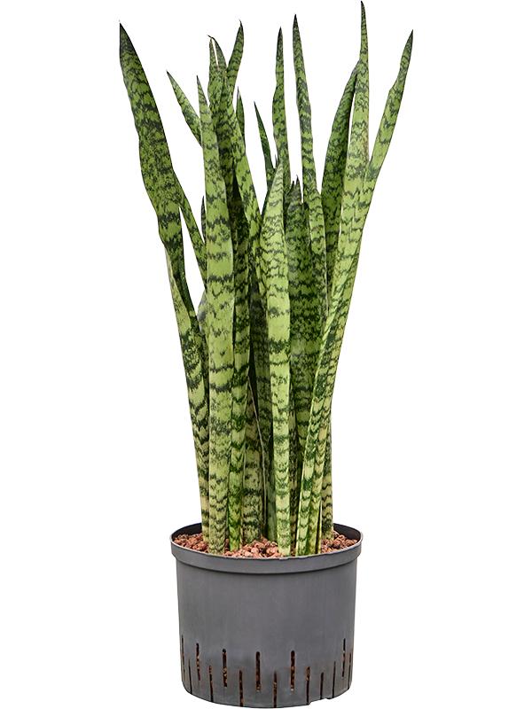Sansevieria zeylanica, D 25 cm