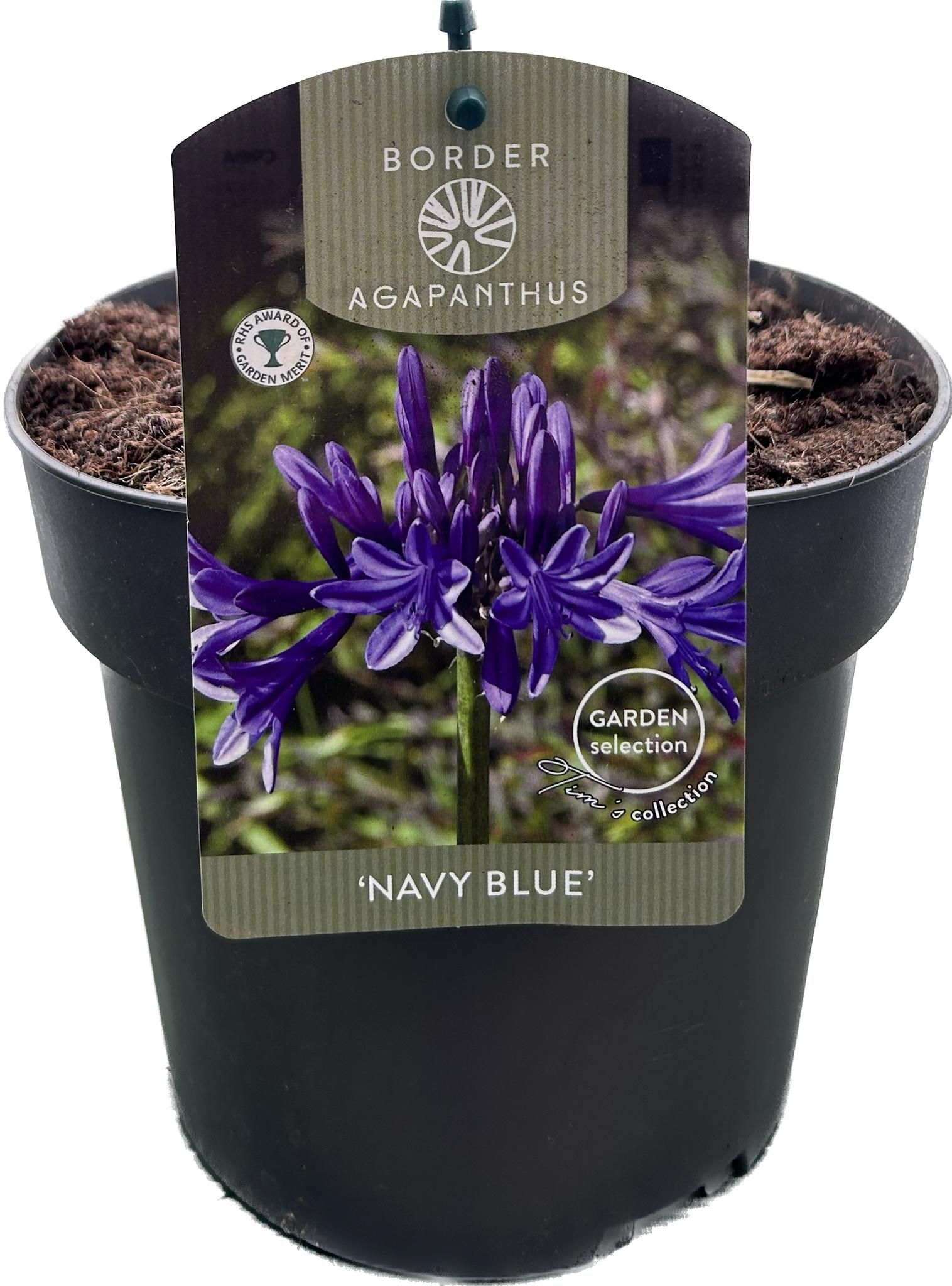 Agapanthus 'Navy blue' P17 GARDEN, D 17