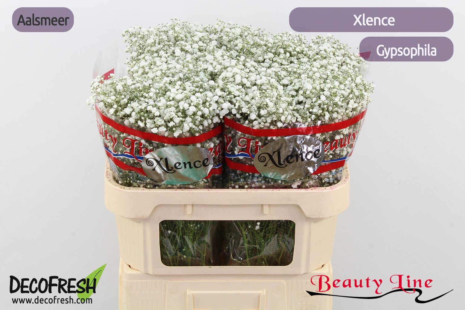 Гипсофила Экселенс 70, шт.