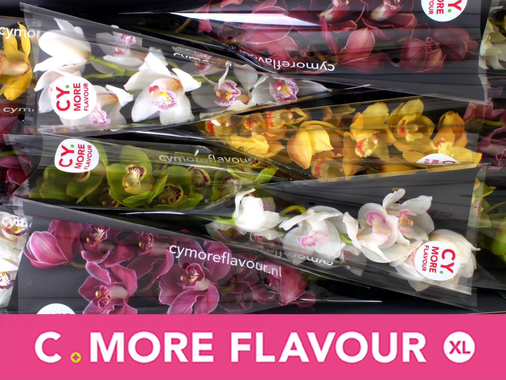 Цимбидиум Микс x12 50, шт.