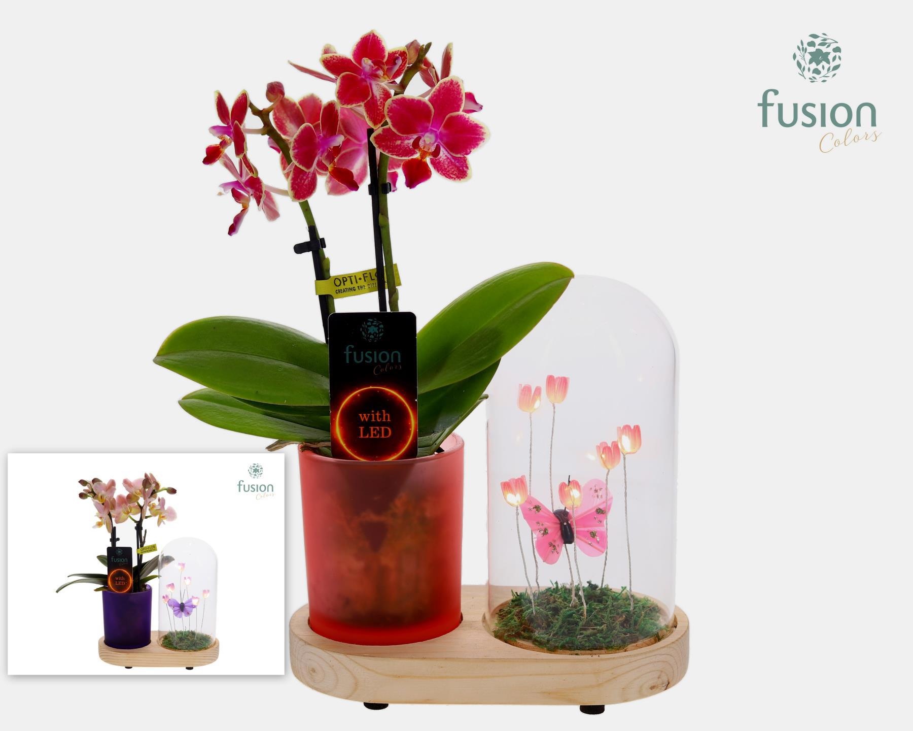 LED Lichtbal Vlinder Large houten planter met Phalaenopsis, D 17