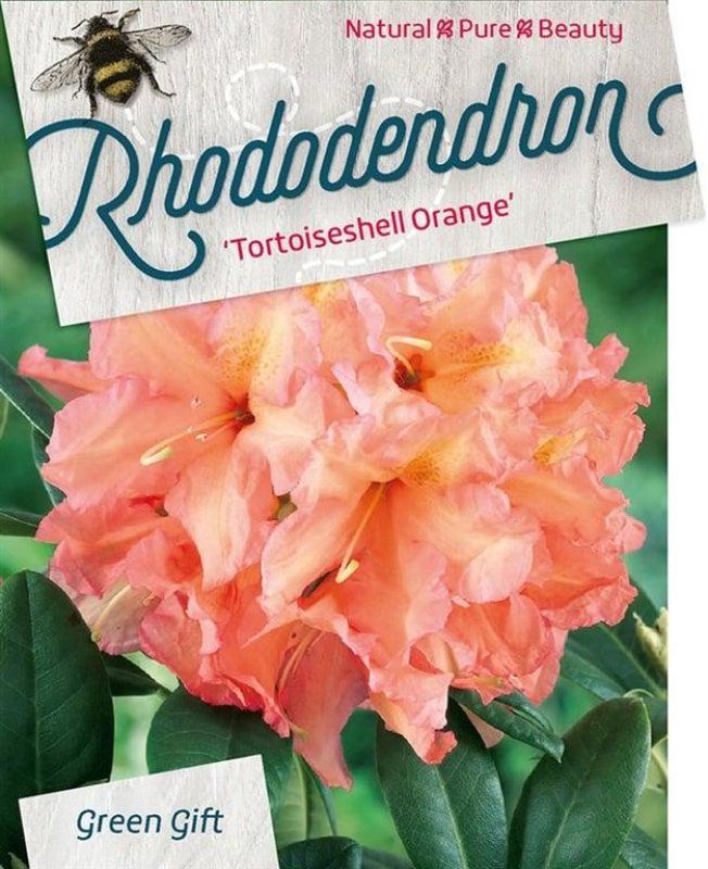 Rhododendron 'Tortoiseshell Orange', D 29