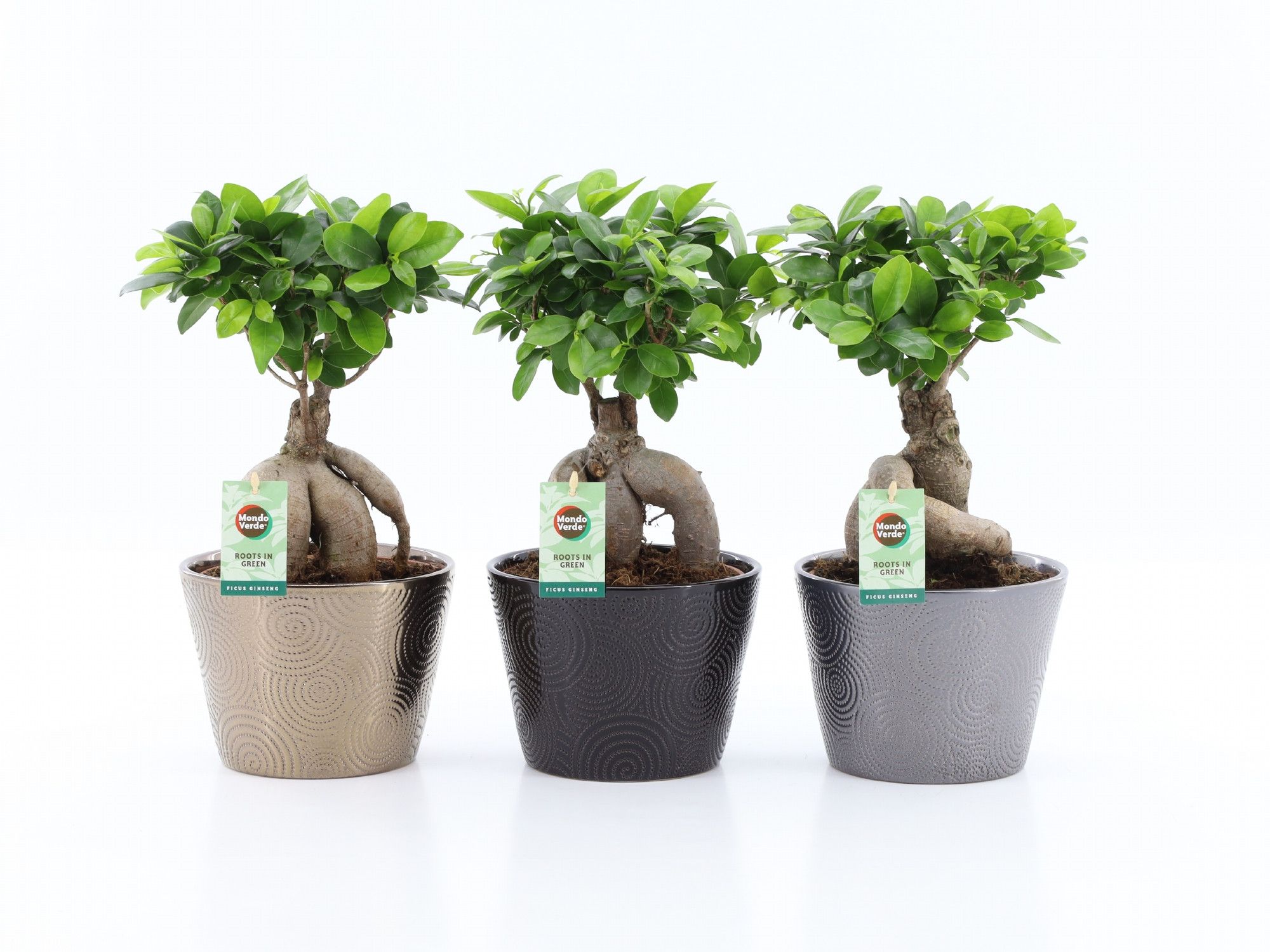 Ficus Ginseng Infinitie keramiek, D 19