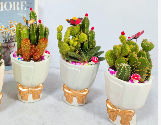 Кактус Бауквует Аррангемент 11 20