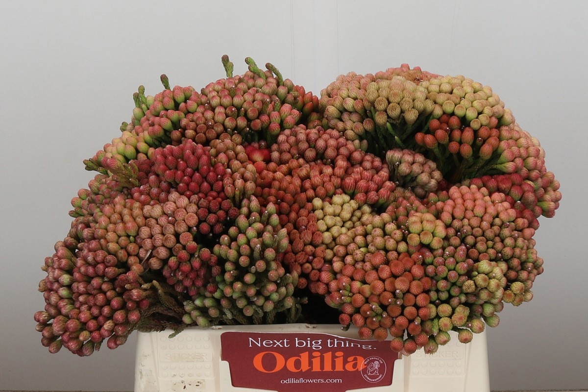 Бруния Лаевис Рэд 35, шт.