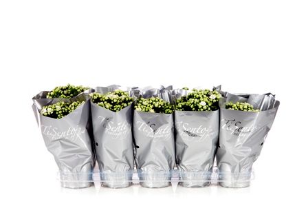 Calandiva 12 cm Wit in Zilver, D 12