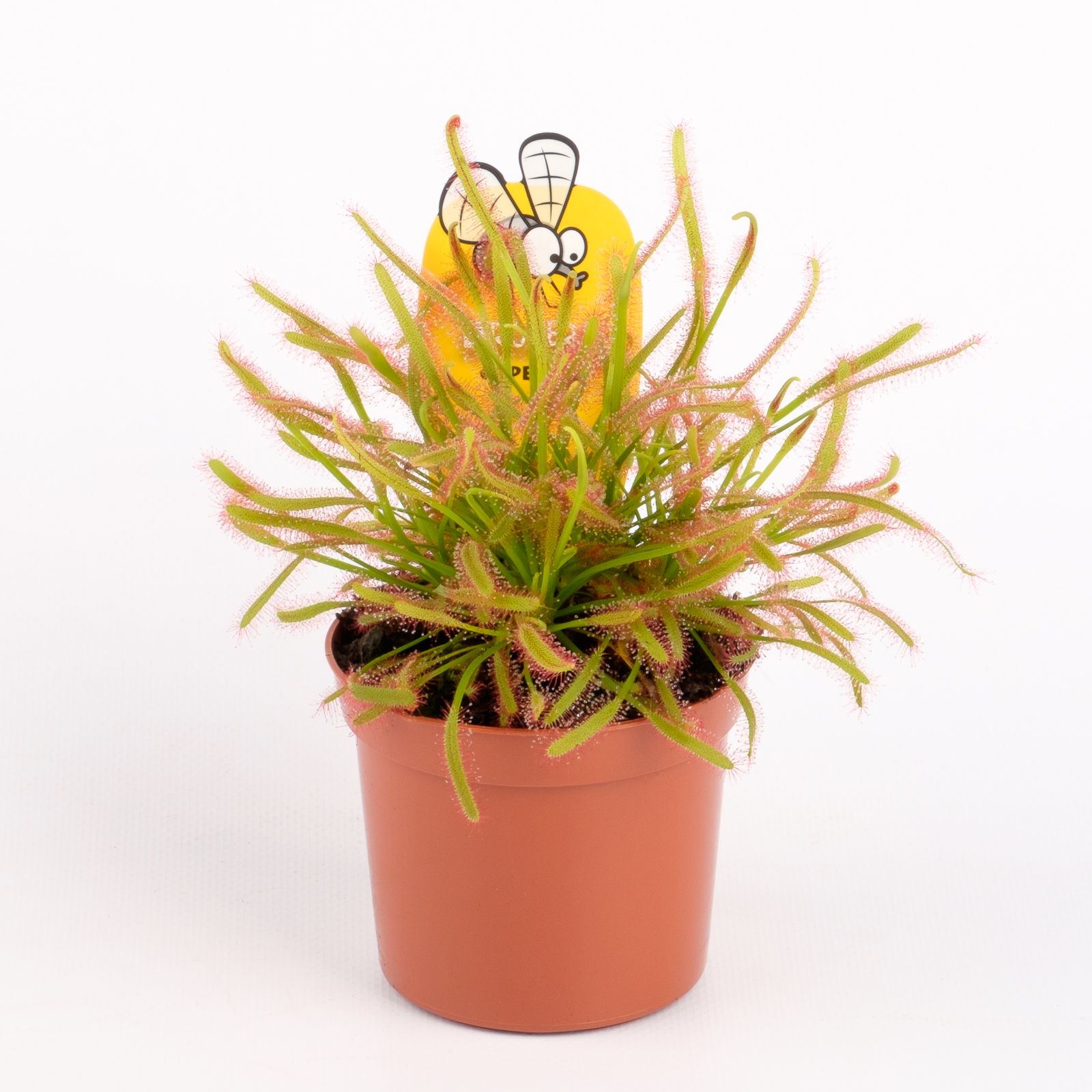 Drosera capensis, D 8,5 cm Drosera capensis, D 8,5 cm