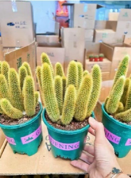 кактус Премиум Галлон盆голден Страйпед 14 25