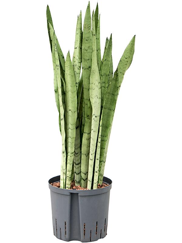 Sansevieria trifasciata 'Silver Mist', D 22 cm