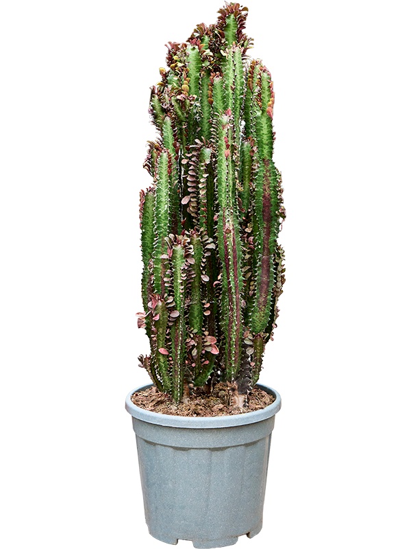 Euphorbia trigona 'Rubra', D 30
