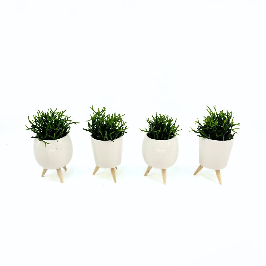 Mini Hatiora "Dancing Bones" in Special pot (EH2228), D 6 cm