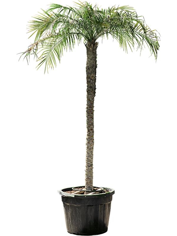 Phoenix roebelenii, D 75