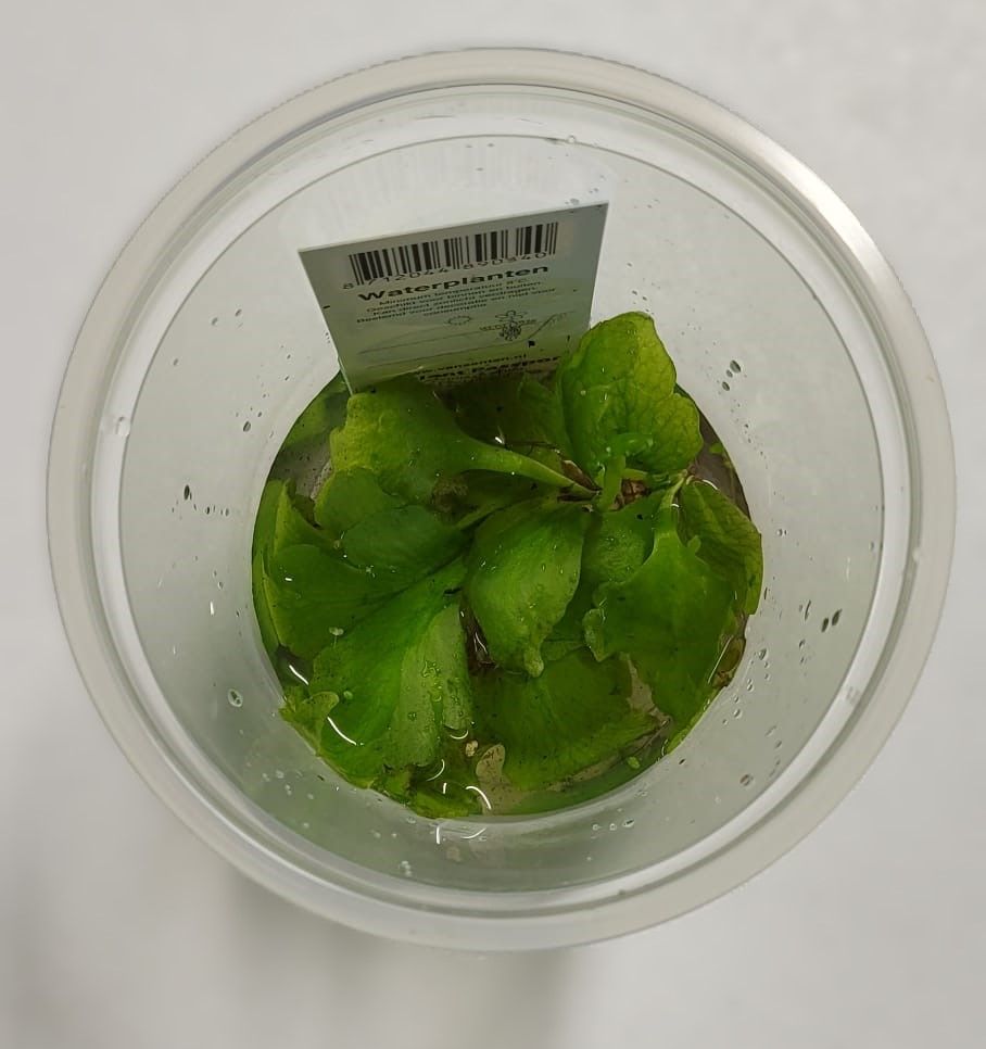 212 - ceratopteris, D 9