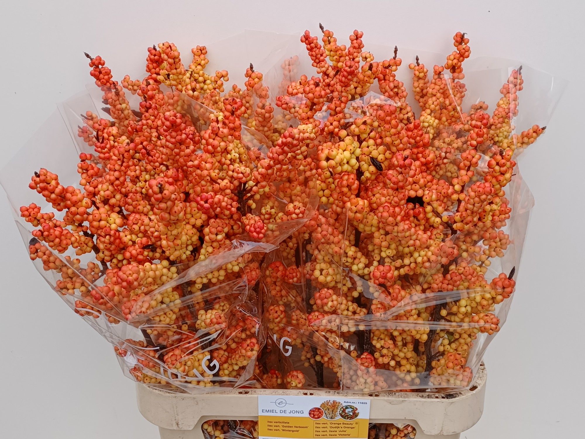 Илекс Виктория 90, шт.