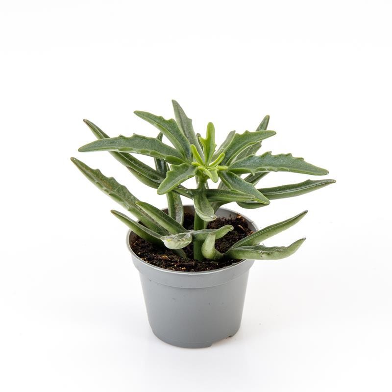 KALANCHOE X KEWENSIS, D 6