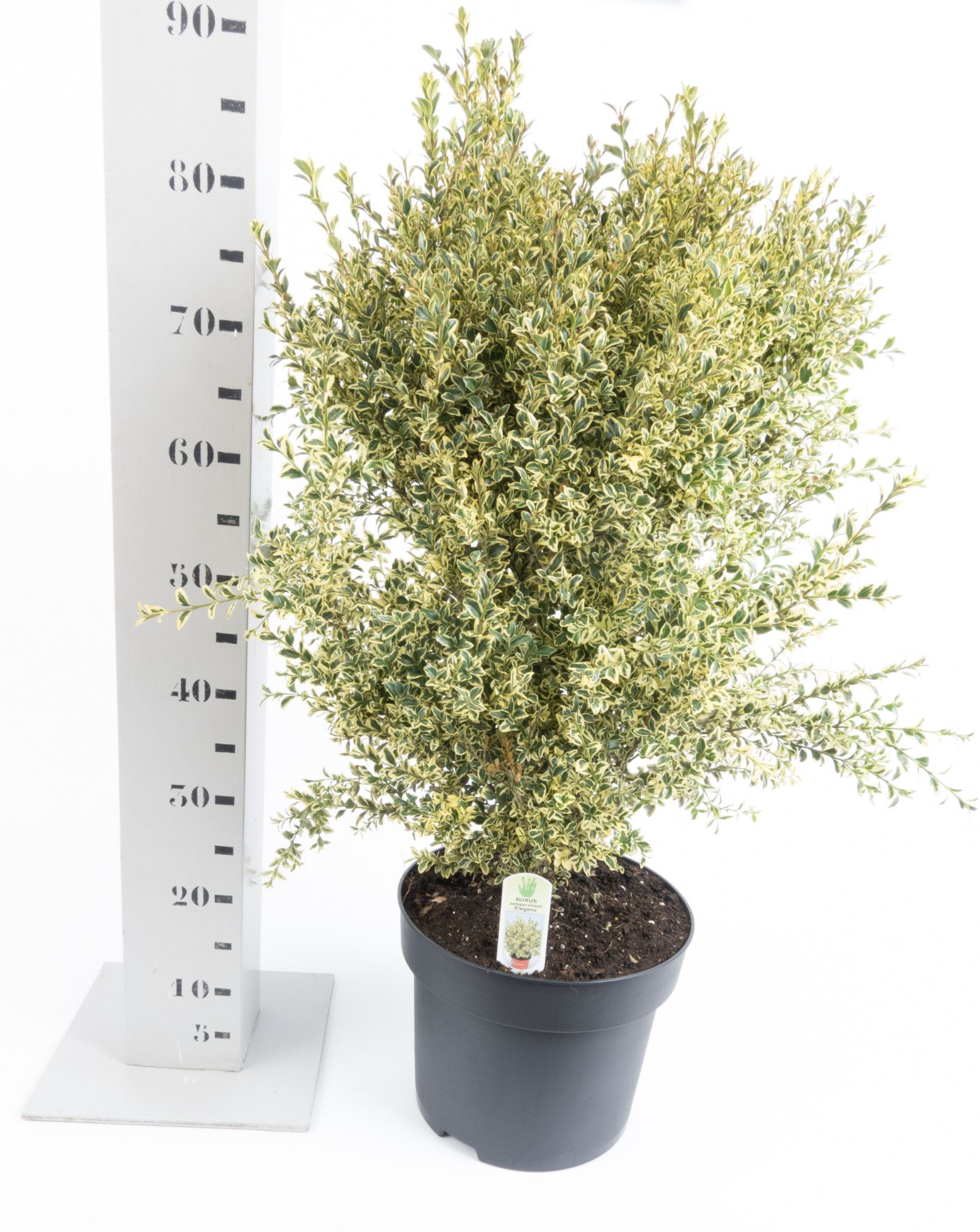 Buxus sempervirens 'Elegans' 60-70cm struik, D 29
