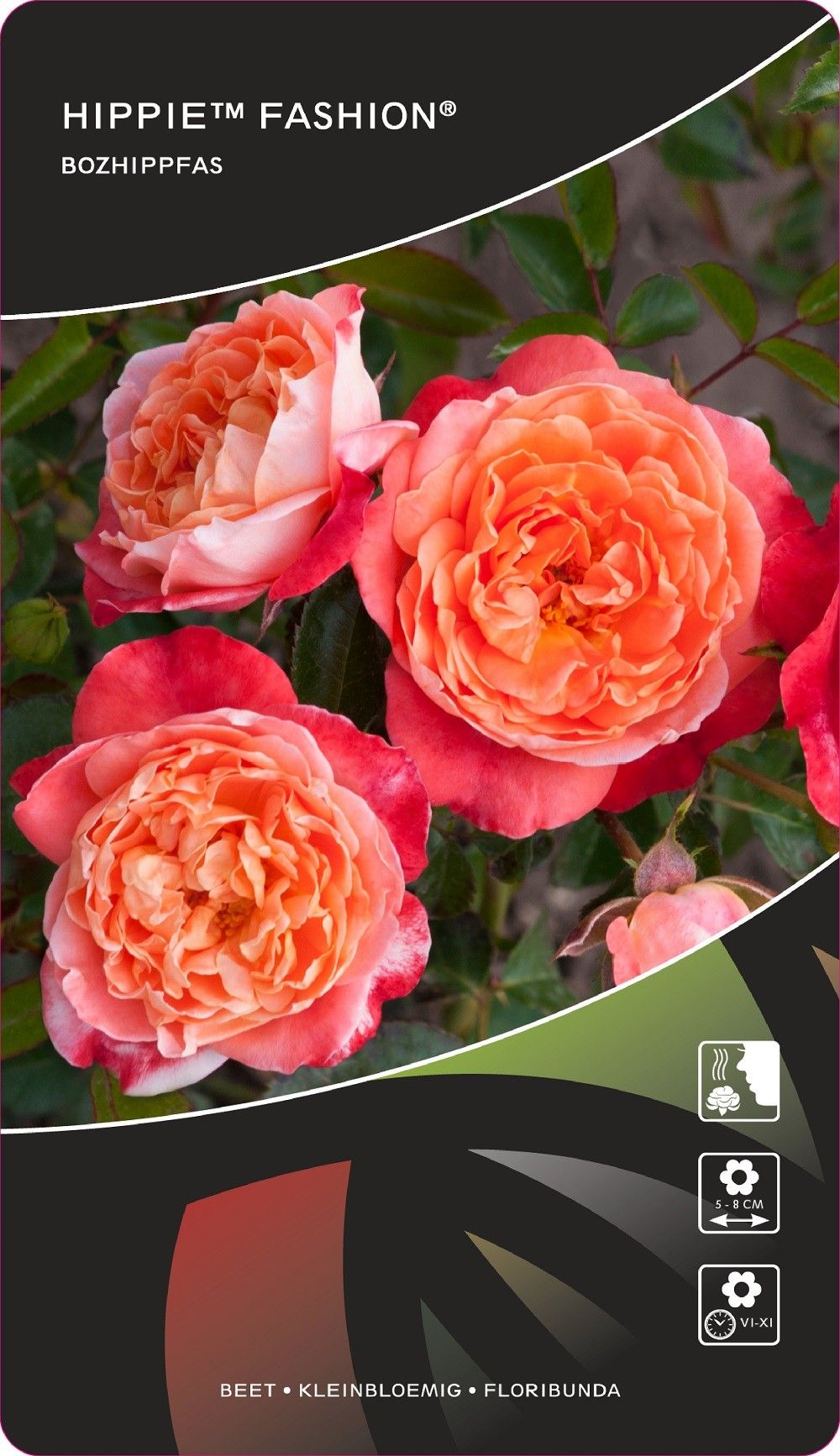 Rosa (F) Hippie™Fashion®, D 17