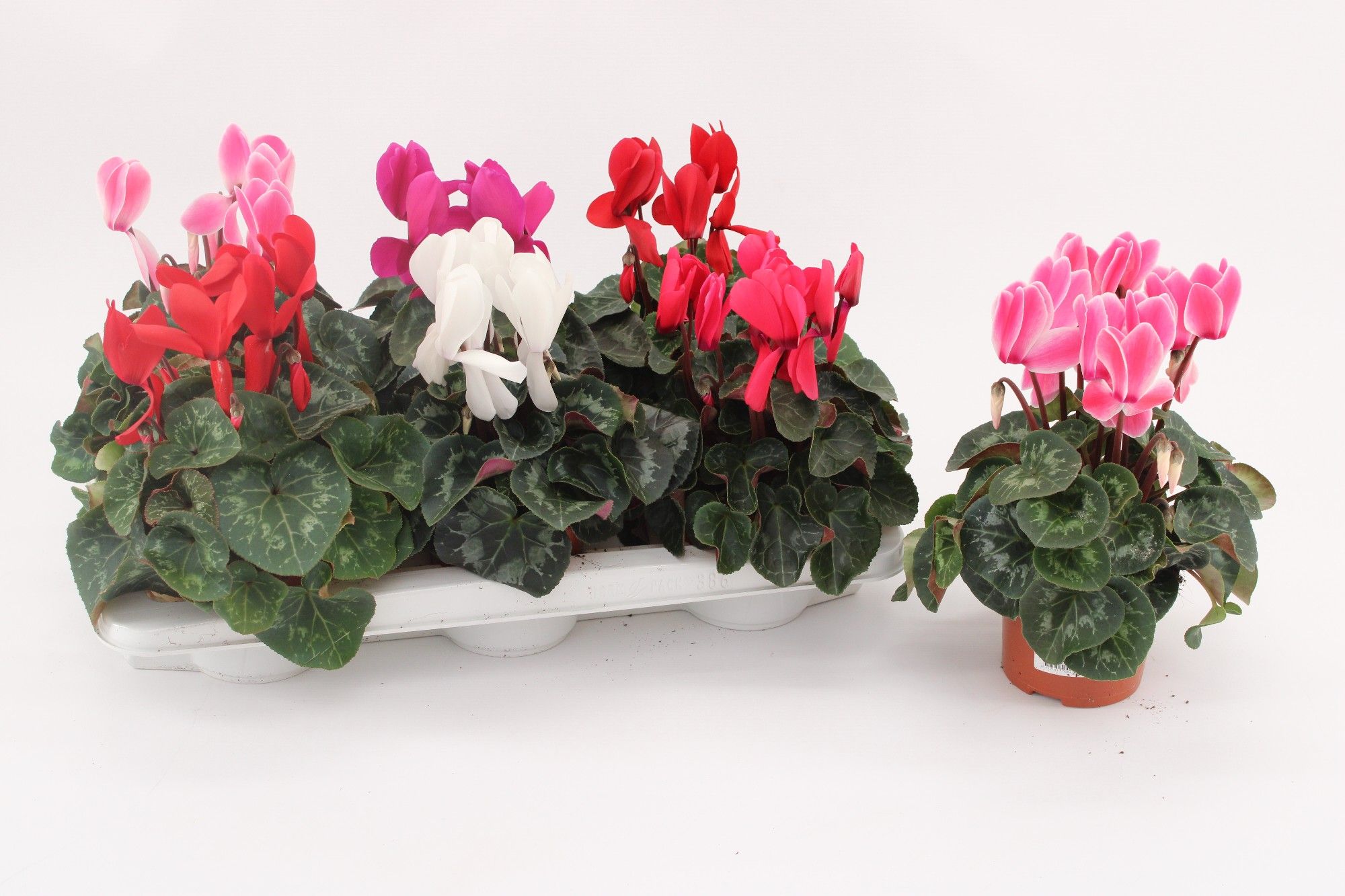 Cyclamen Super Serie Vintro Mix, D 13