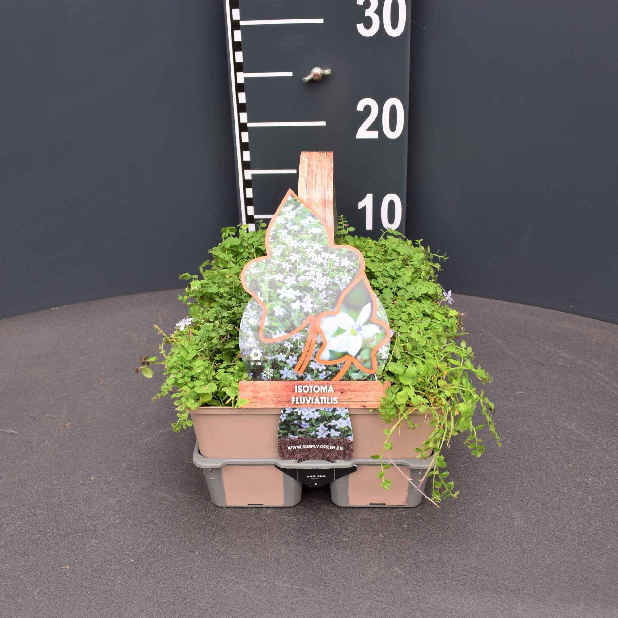 Isotoma fluviatilis (6-Pack), D 9 cm