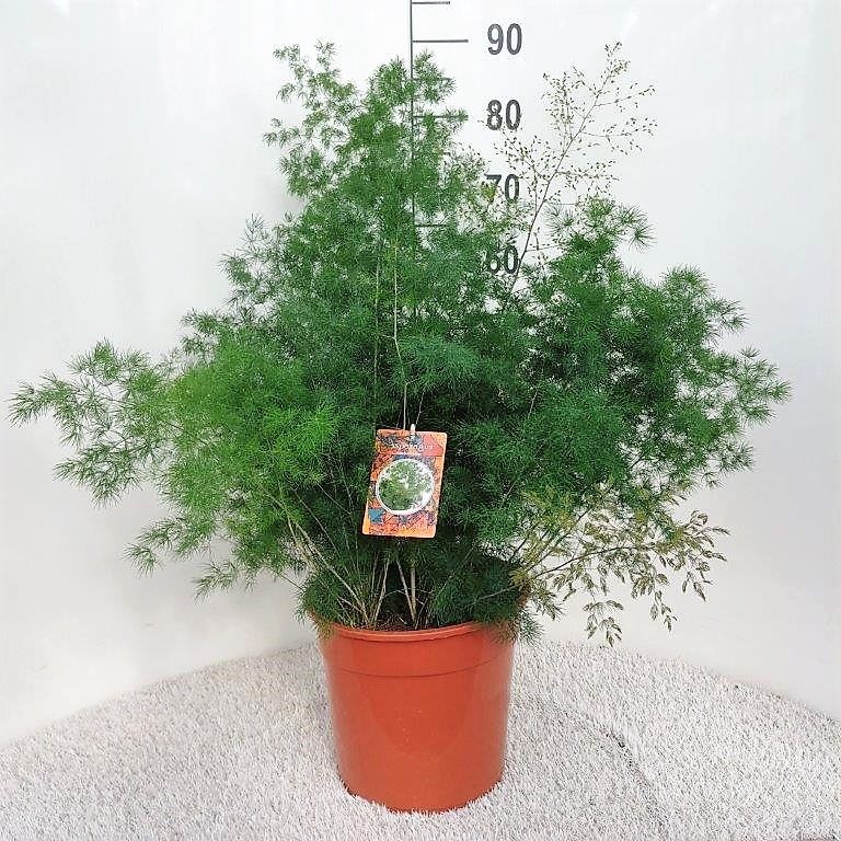 Asparagus umbellatus (myriocladus), D 27