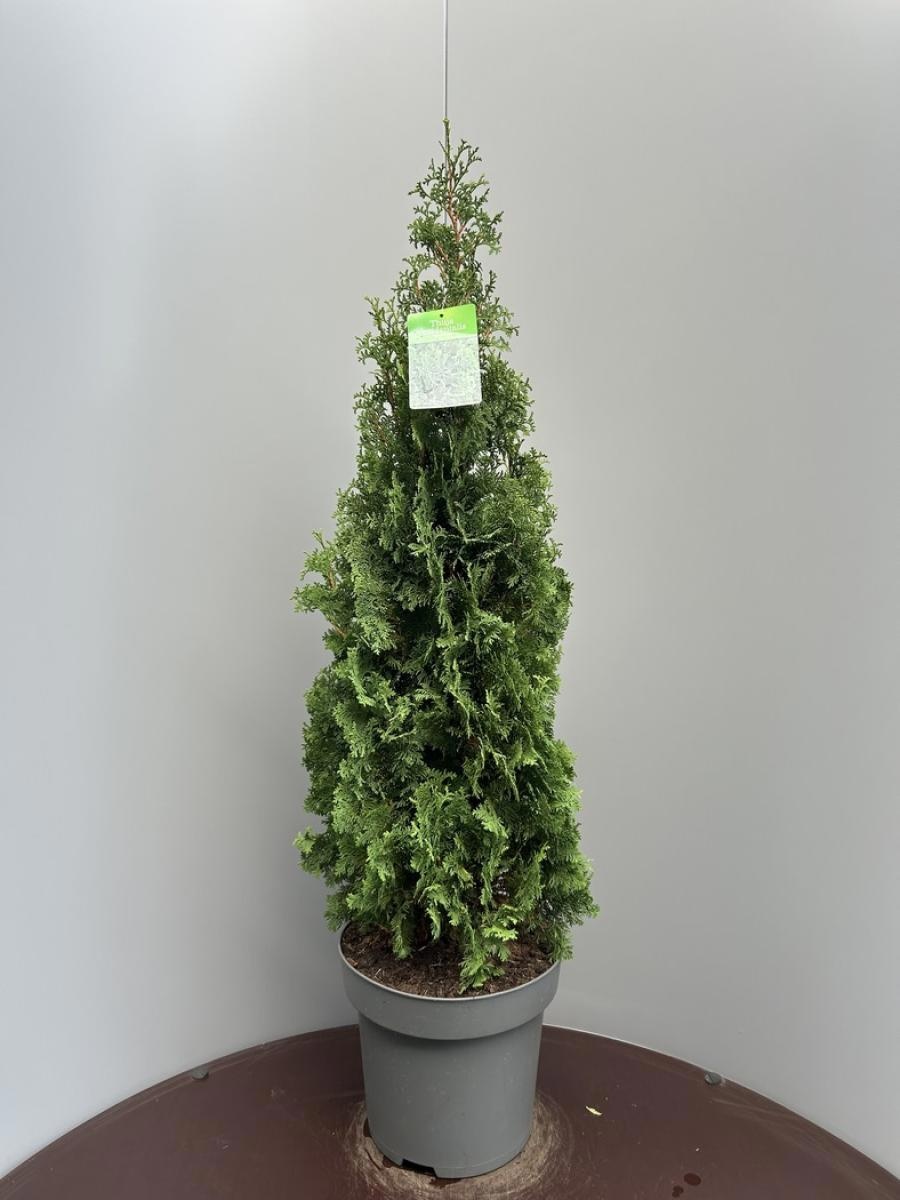Thuja occ. 'Degroot's Spire', D 35