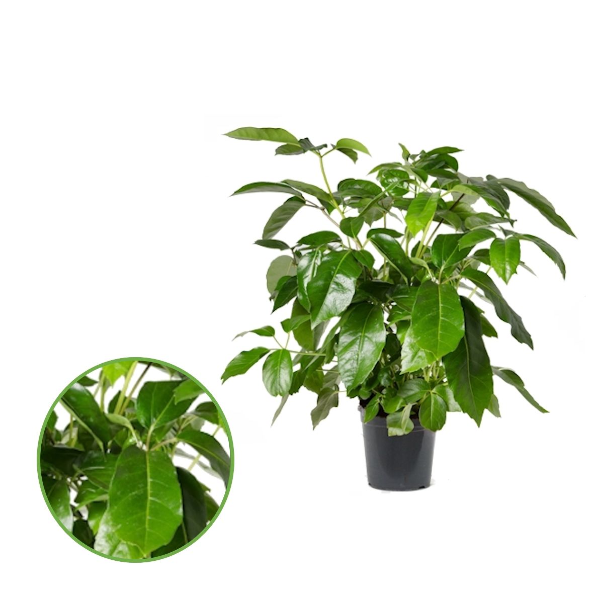 Schefflera Actinophylla, D 21 cm