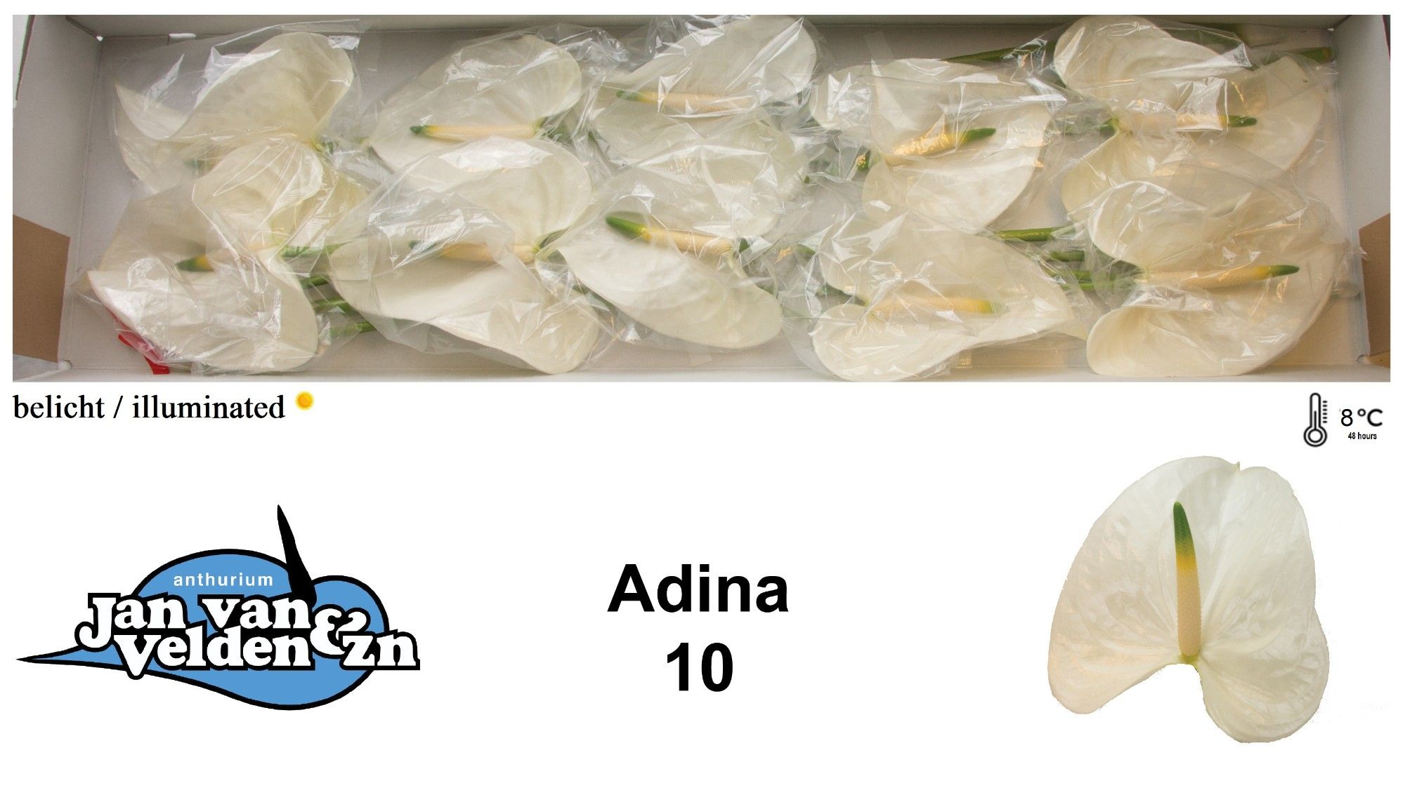 Антуриум Адина x10, шт. Антуриум Адина x10, шт.