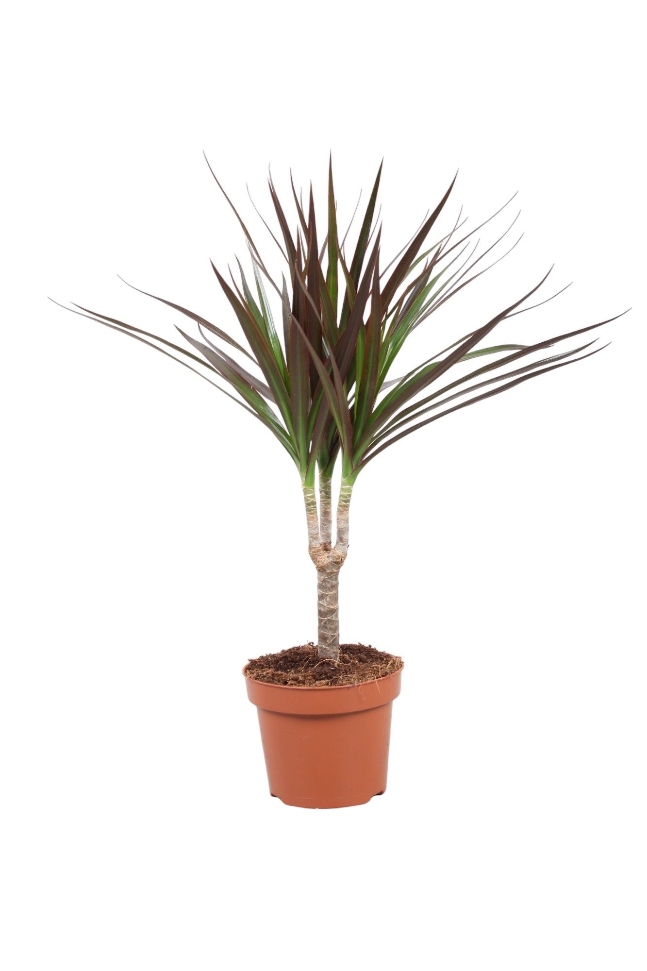 Dracaena Magenta enkele stam, D 12