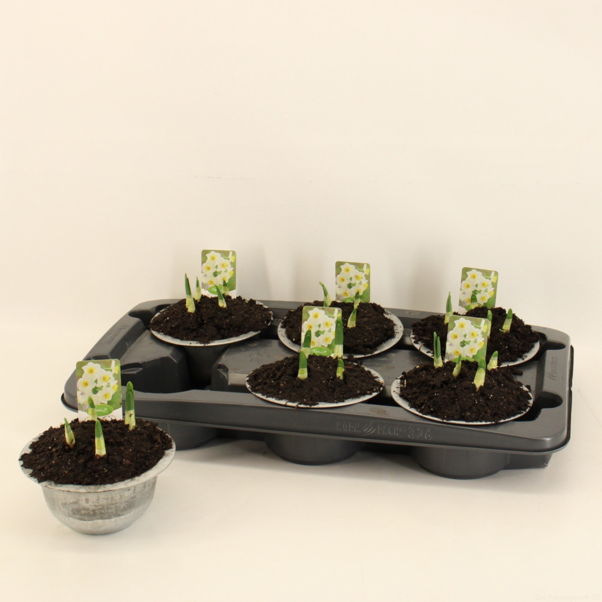 Narcis 'Avalex' Zink 15cm, D 15