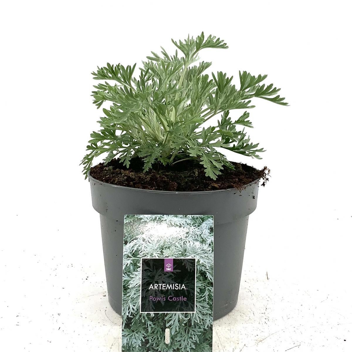 Artemisia 'Powis Castle', D 17 cm