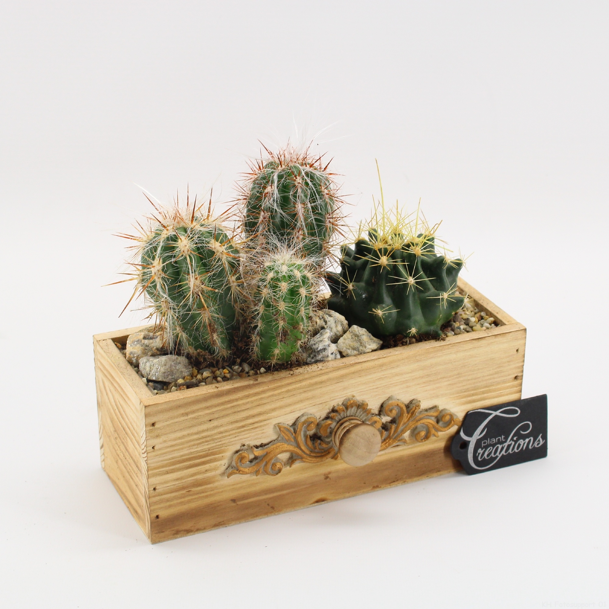 CTCR-2614 Cactus Essentials, D 21