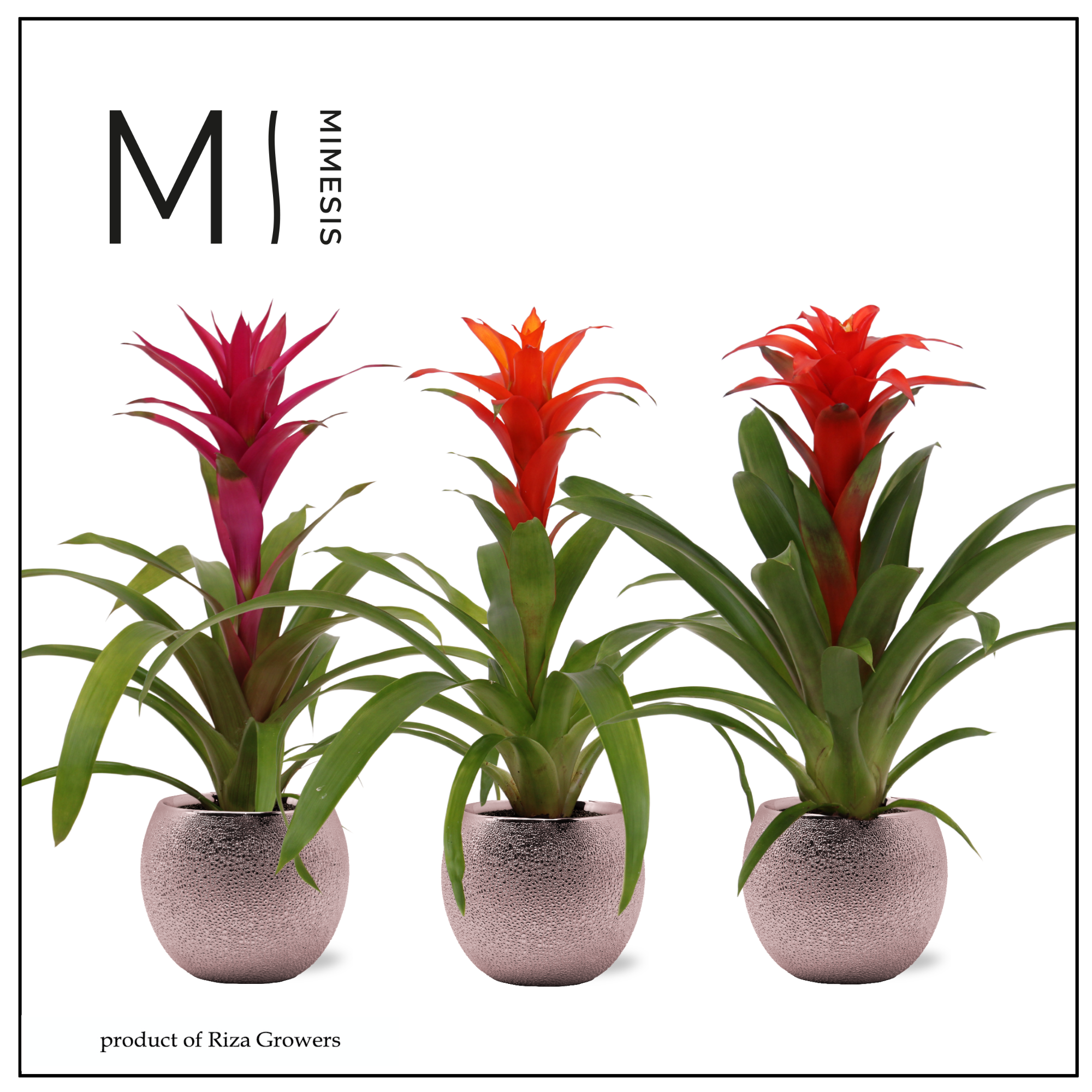 Guzmania Stylish - 12cm in Bolivia Bubble Rosé | Mimesis, D 12