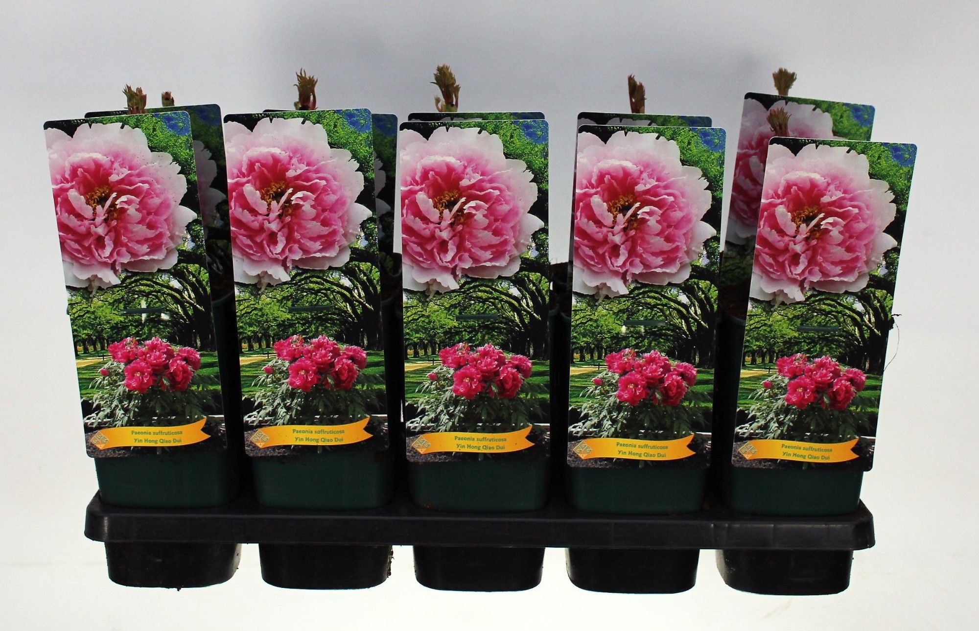 Paeonia Suffruticosa Yin Hong Qiao Dui P12 - 1 Tak, D 14