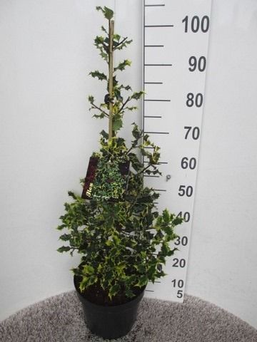 Ilex aquifolium Red Tips 60-80 pyr. P26, D 26 cm Ilex aquifolium Red Tips 60-80 pyr. P26, D 26 cm