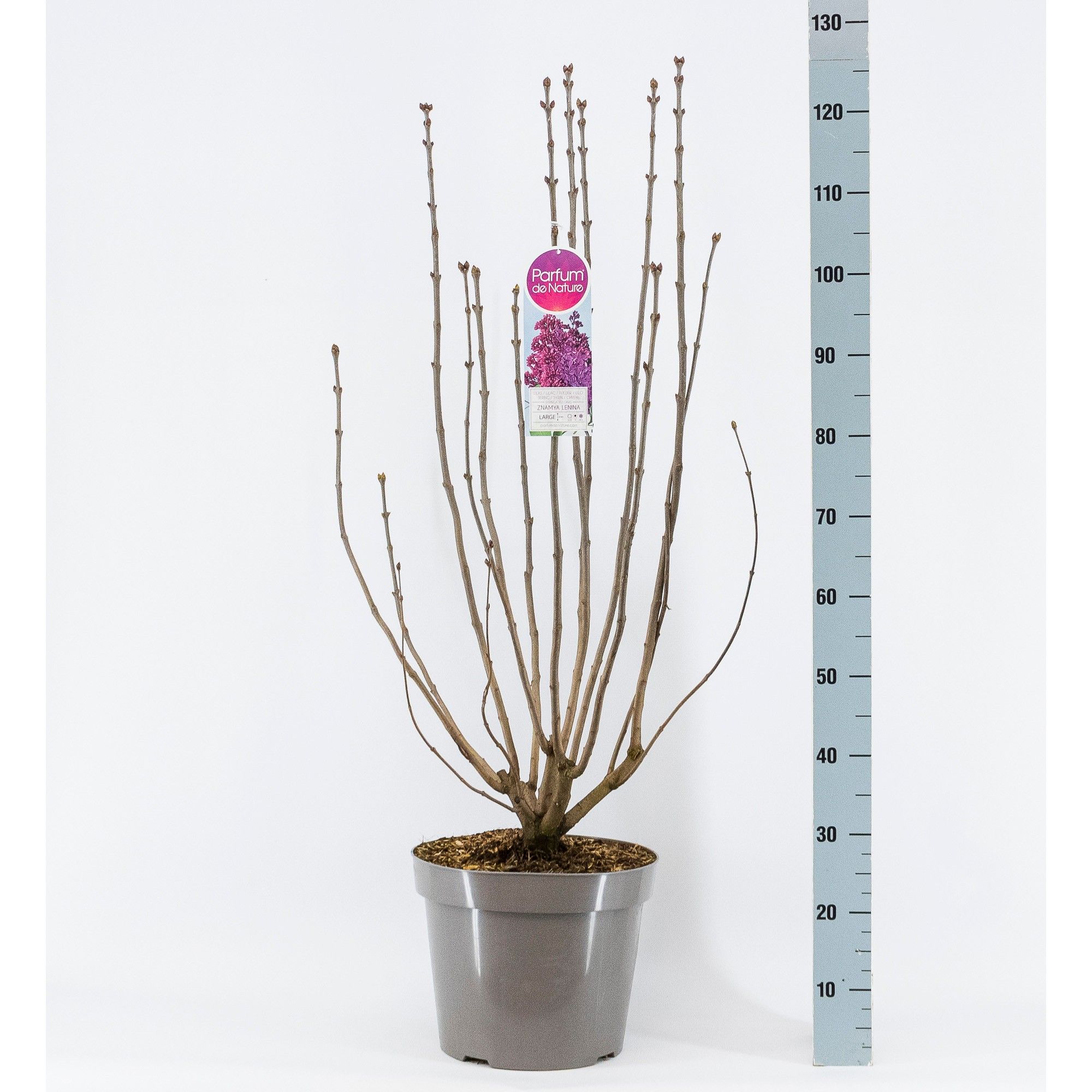 Syringa vul. Znamya Lenina, 3-jarig, C15 Solitair, D 32