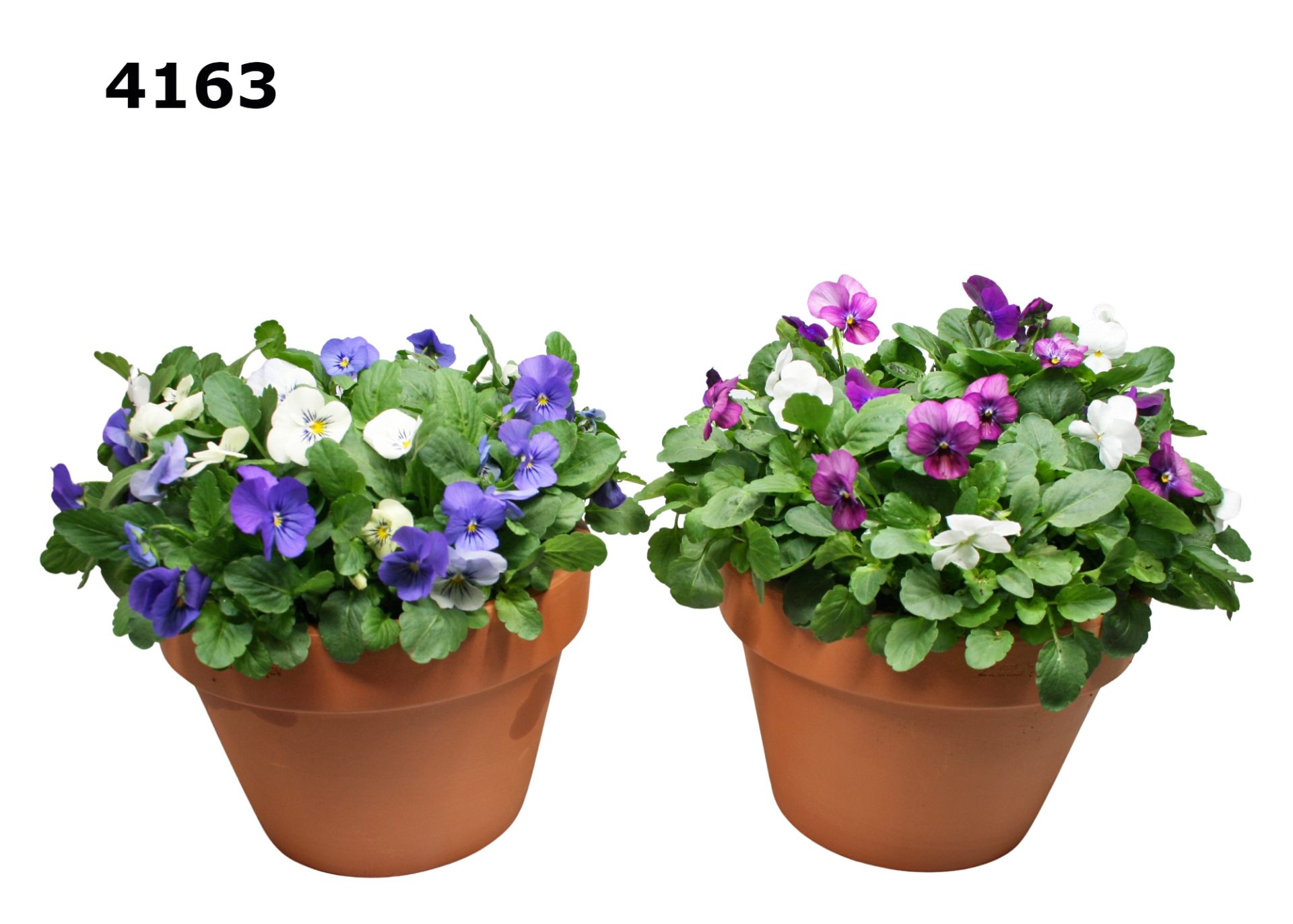 Viool in roodsteen azalea pot XL, D 21 cm Viool in roodsteen azalea pot XL, D 21 cm