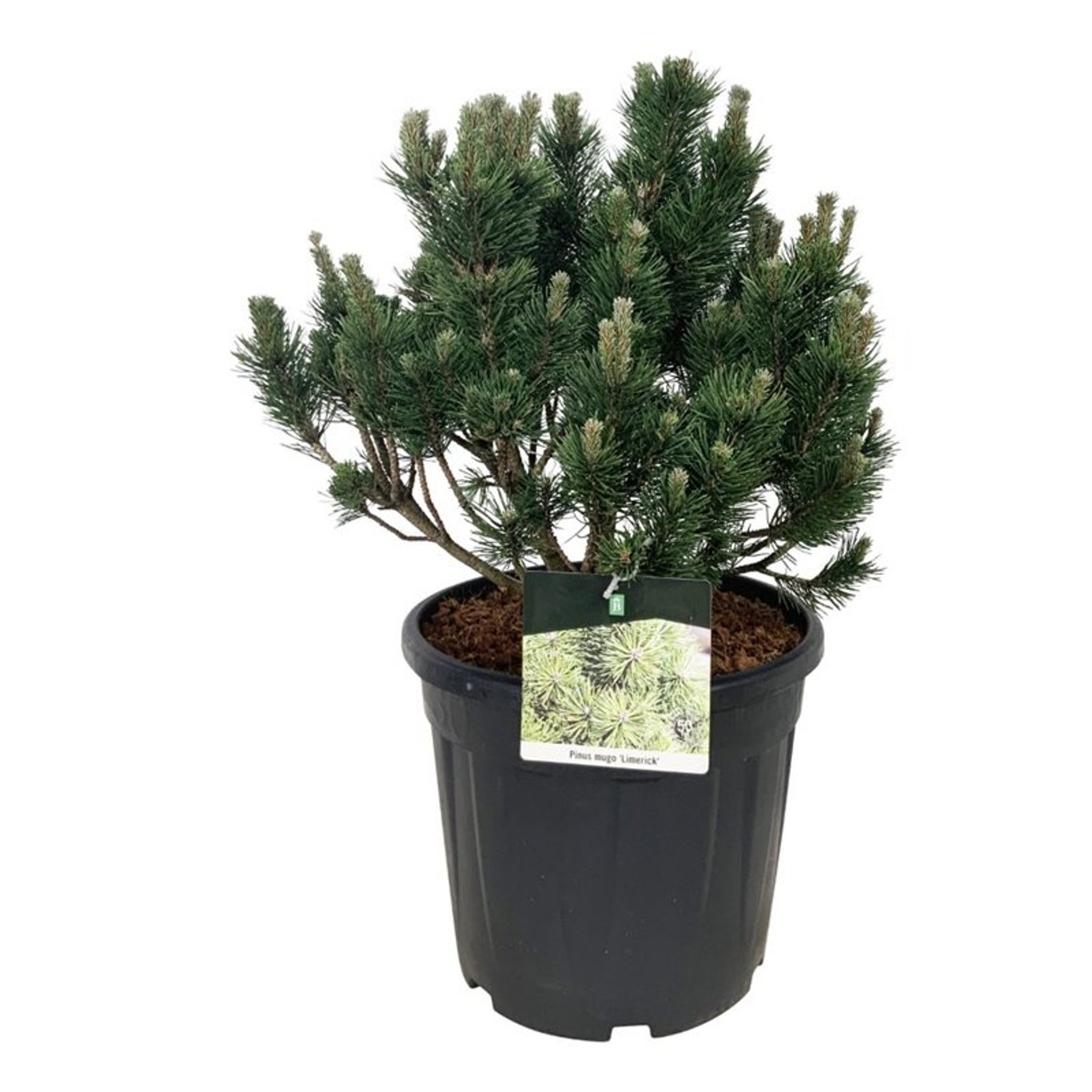 Pinus mugo 'Limerick', D 40