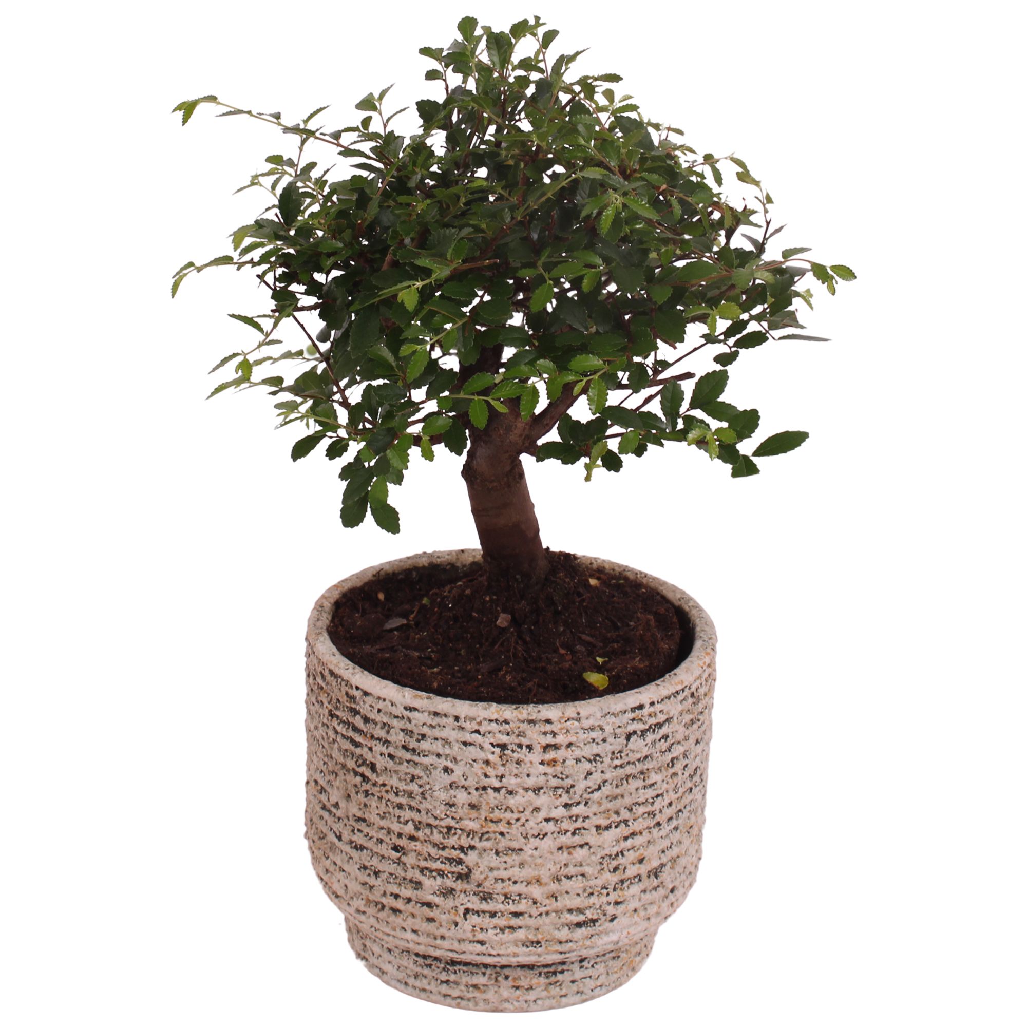 Bonsai Indoor Mix Ø12cm Ball Shape in Ø14cm Ceramic NT567, D 14