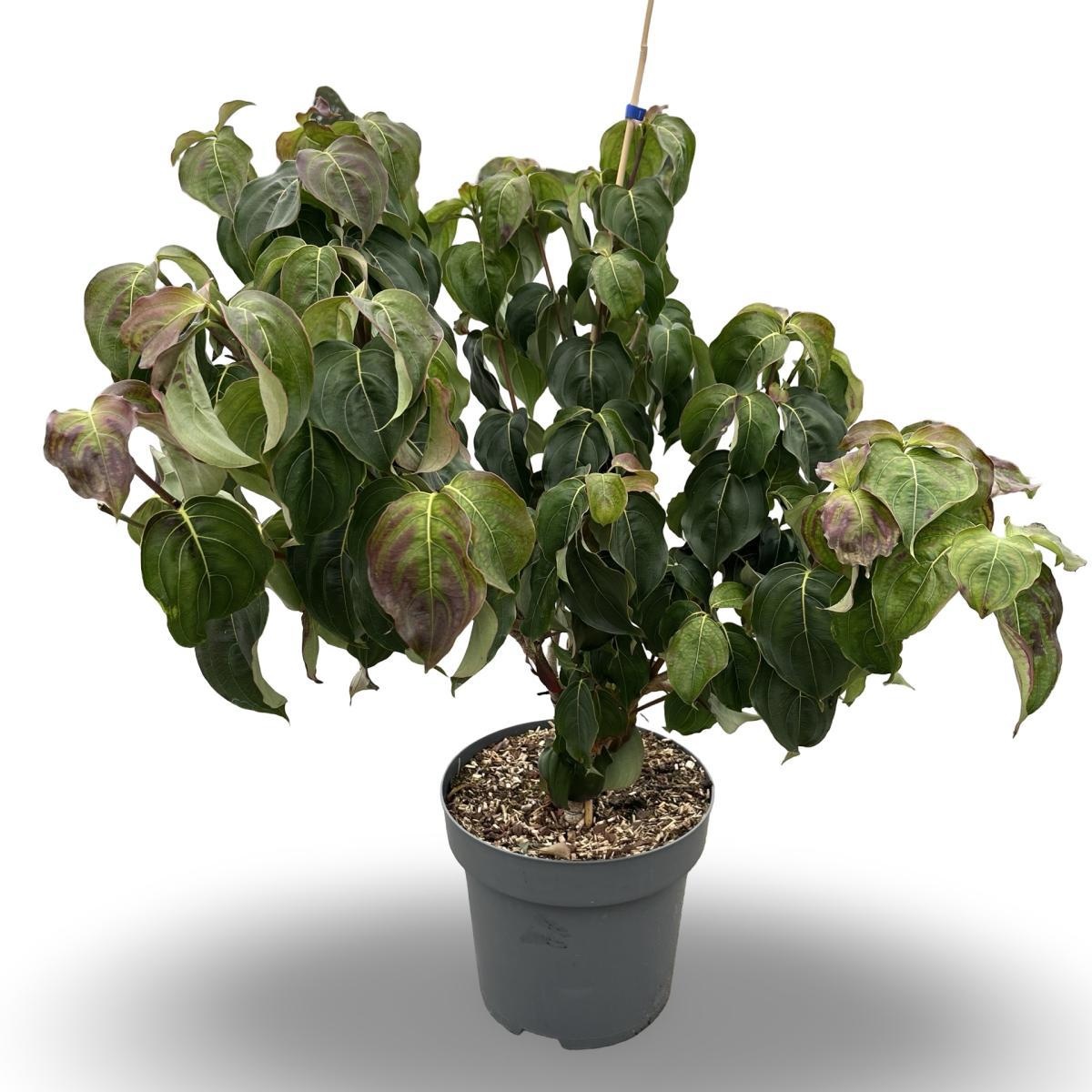 Cornus k. 'Schmetterling', D 32 cm