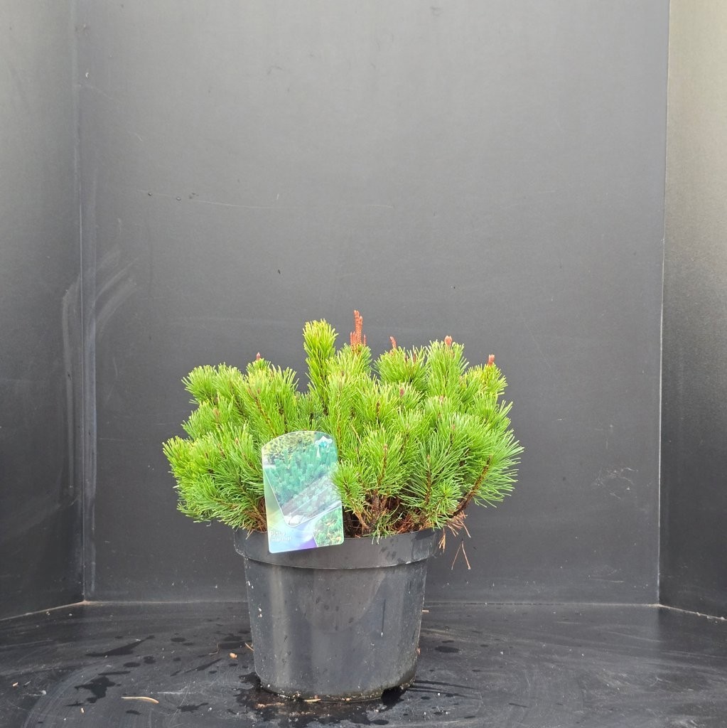 Pinus mugo mugo, D 29 cm