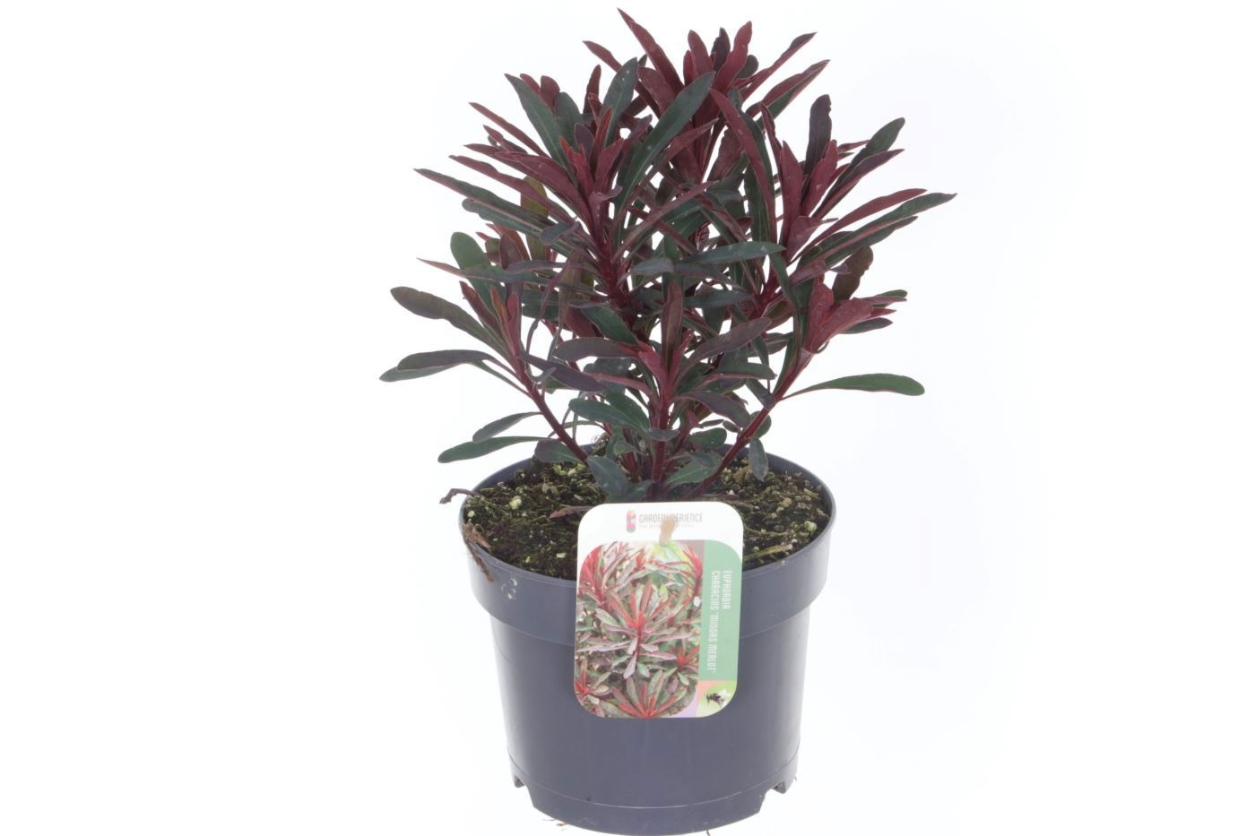 Euphorbia Miner's Merlot, D 17 cm